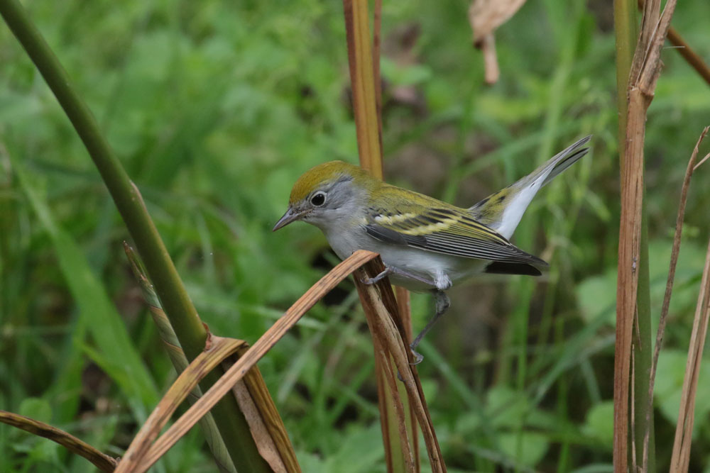 Chestnut-sided Warbler